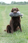 retrieving Labrador Retriever