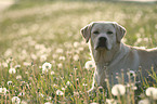 Labrador Retriever Portrait