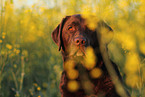 Labrador Retriever Portrait