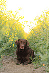 lying Labrador Retriever