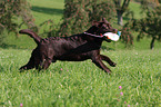 retrieving Labrador Retriever