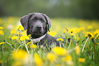 Labrador Retriever puppy