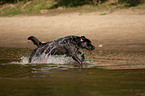 running Labrador Retriever