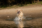 running Labrador Retriever