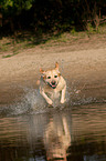 running Labrador Retriever