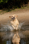 running Labrador Retriever