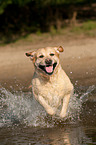 running Labrador Retriever