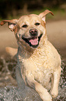 running Labrador Retriever