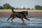 running Labrador Retriever