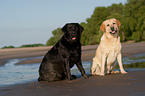 2 Labrador Retriever