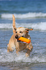 playing Labrador Retriever