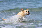 running Labrador Retriever