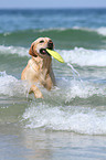 playing Labrador Retriever