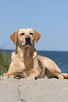 lying Labrador Retriever