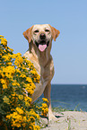 sitting Labrador Retriever