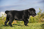 Labrador Retriever Puppy