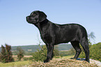 Labrador Retriever Puppy