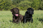 2 Labrador Retrievers