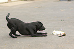 Labrador Retriever and cat