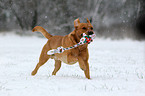 playing Labrador Retriever