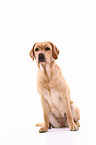 sitting Labrador Retriever