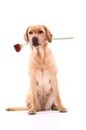 Labrador Retriever with rose