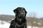 Labrador Retriever Portrait