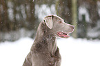 Labrador Retriever Portrait