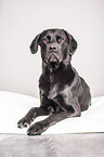 lying Labrador Retriever