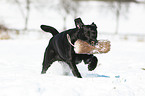 playing Labrador Retriever