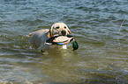 retrieving Labrador Retriever