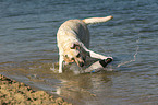 Labrador Retriever in water