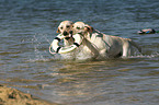 2 Labrador Retrievers