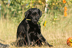 sitting Labrador Retriever