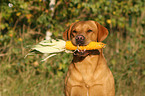 retrieving Labrador Retriever