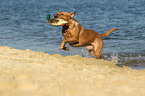 retrieving Labrador Retriever