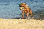 retrieving Labrador Retriever