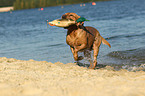 retrieving Labrador Retriever