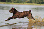 running Labrador Retriever