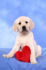 Labrador Retriever puppy