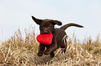 Labrador Retriever puppy