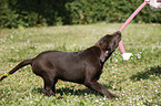 playing Labrador Puppy