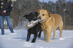 2 Labrador Retrievers