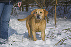 walking Labrador Retriever