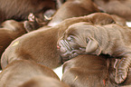 Labrador Retriever Puppies