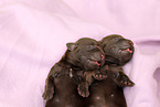Labrador Retriever Puppies