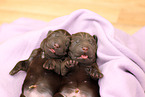 Labrador Retriever Puppies