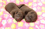 Labrador Retriever Puppies