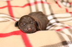 Labrador Retriever Puppy