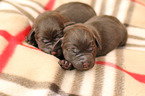 Labrador Retriever Puppies